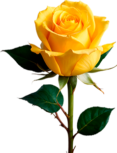 Hanna Roses