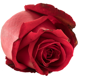 Hanna Roses