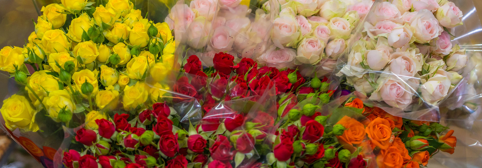 Hanna Roses